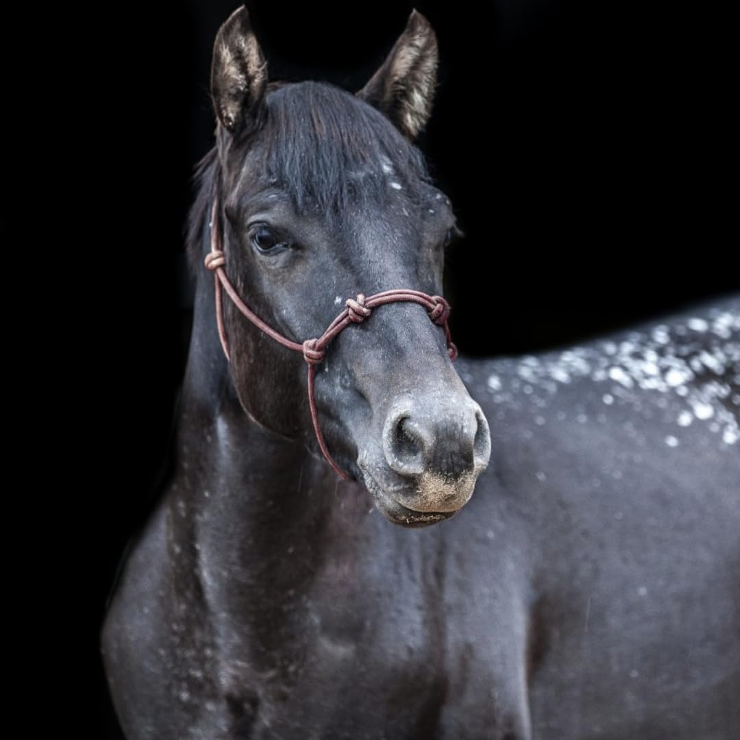 Horse Rope Training Halter - 4 Knot 1/4" Stiff Halter Cord - Used by Famous Trainers Multiple Sizes Multiple Colors