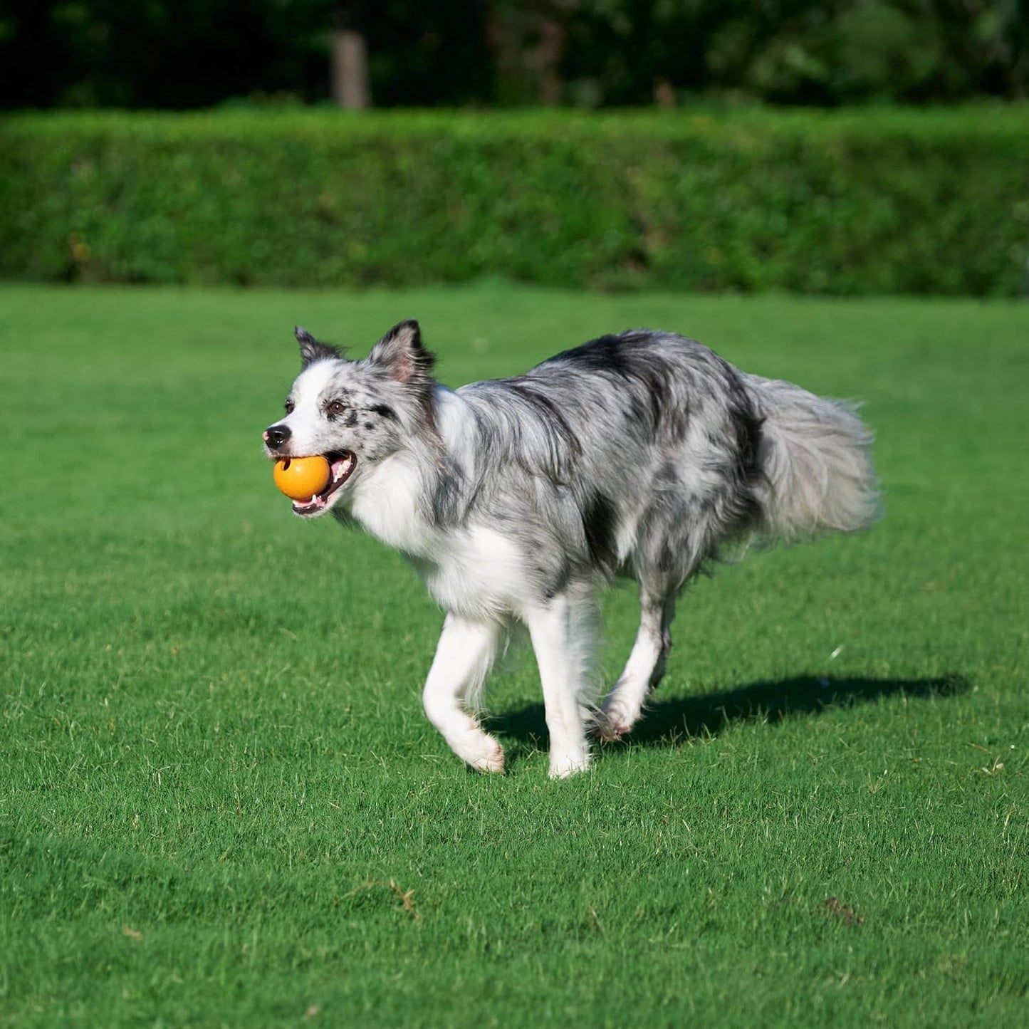 Amazon Basics Dog Toys, Interactive Fetch Rubber Balls, (Pack of 3), 2.5 inch, Blue, Orange