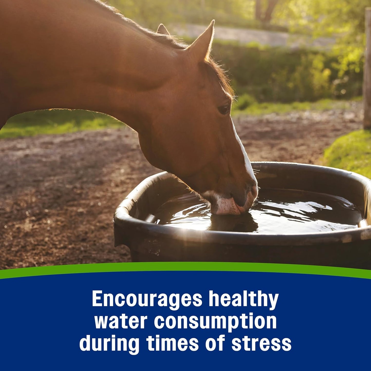 Farnam Apple Elite Electrolyte Paste Supplement for Horses, Replaces Vital Minerals, Encourages Hydration, No Added Sugar, 60 cc syringe