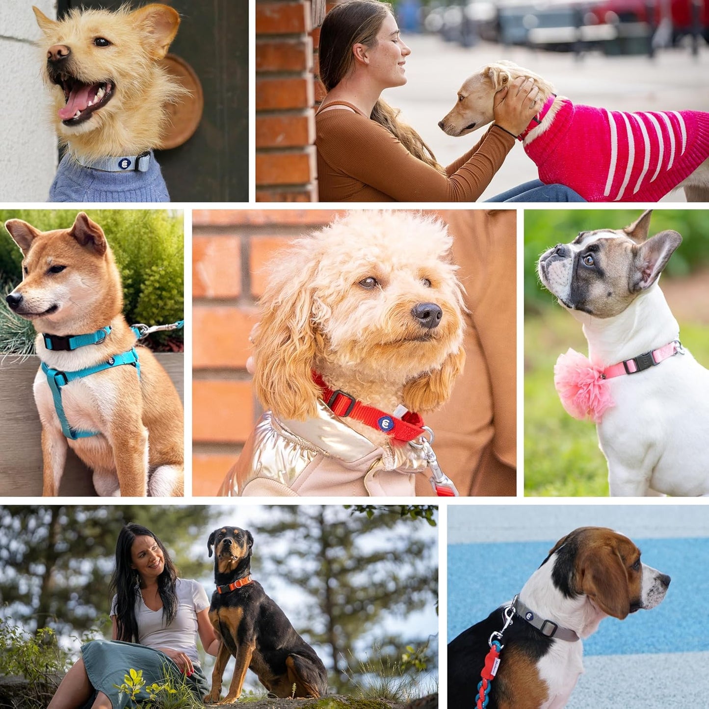 Blueberry Pet Essentials Medium Dog Collar in Black | Adjustable & Eco-Friendly Durable Nylon Strap | Classic Collar for Medium Dogs, Boy & Girl Pets