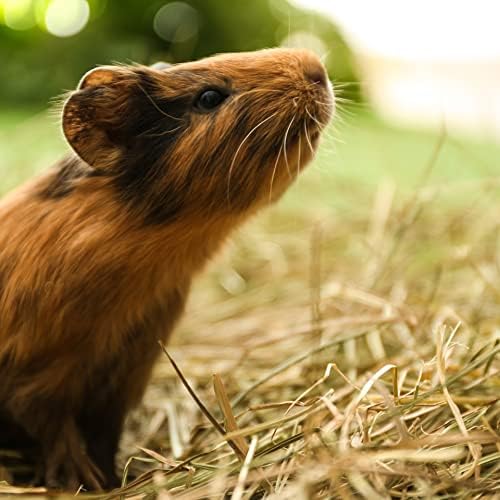 Blue Mountain Hay | Fresh Organic Oat Hay (15 Ounce) | Good for Sensitive Digestion | High-Altitude Hay Pet Food for Rabbits, Guinea Pigs, Chinchillas, Hamsters, and Other Small Pets