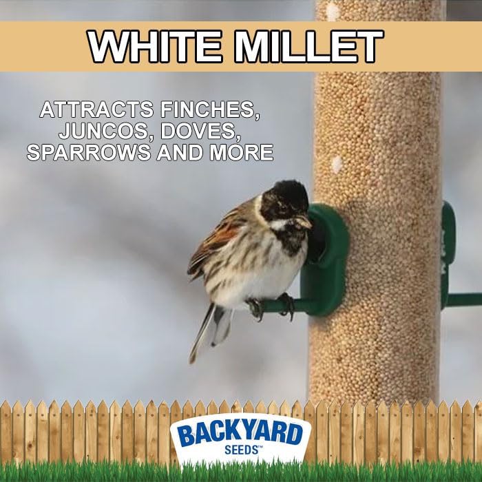 CountryMax White Proso Millet Unhulled Bulk Wild Bird Seed (16 Pounds)