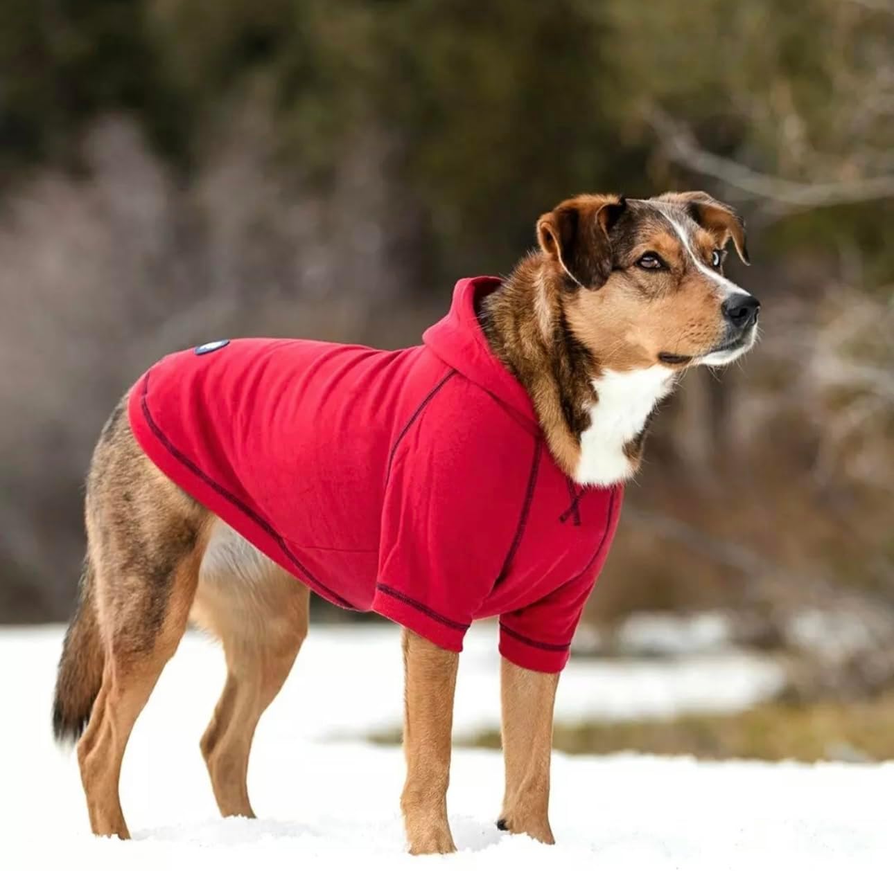 Blueberry Pet Essentials Dog Hoodie – 20 inch, Cotton‑Blend Sweatshirt with Hood, Red, Machine‑Washable Small‑Dog Jersey
