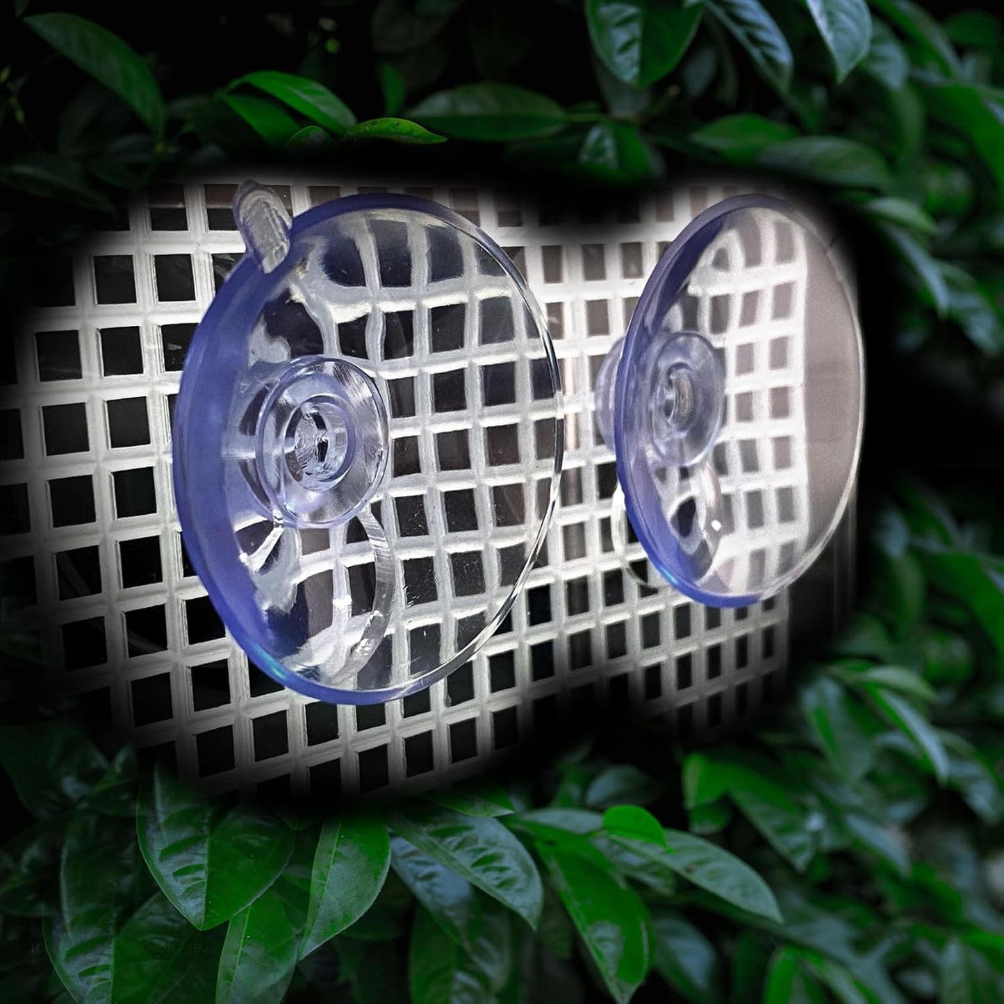 Bearded Dragon Feeder, Transparentk Acrylic Reptile Feeder Box, Chameleon Bug Bowl, Wall-Mounted Insect Feeder with Suction Cups, Tank and Aquarium Accessories for Lizard Bearded Dragon Frog