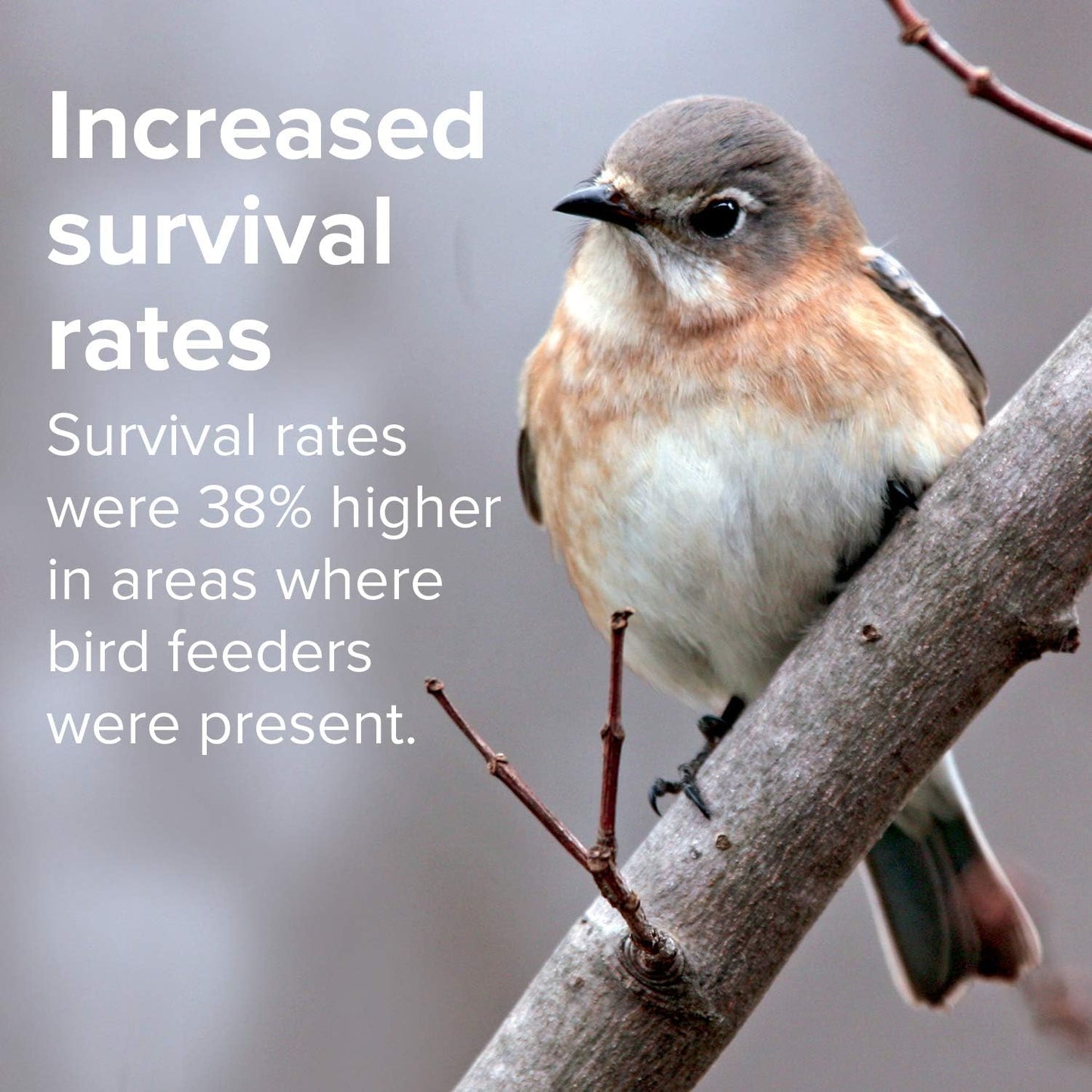 Blue Seal Song Nature's Choice Wild Bird Seed | High Energy Mix, No Filler | Sunflower and White Safflower Seeds | Attracts Variety of Wild Outside Birds | Shell-Free Mix | Made in USA | 8 Pound Bag