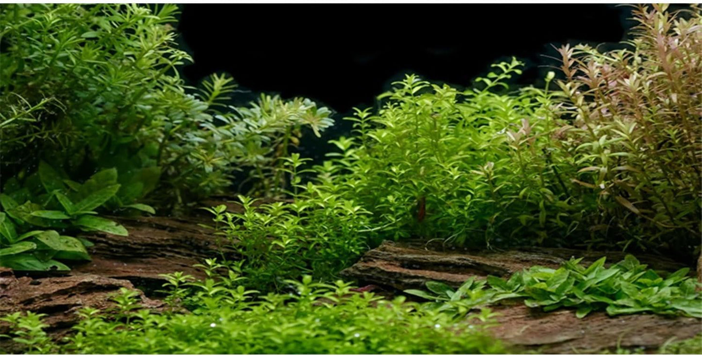 AWERT Aquarium Background River Bed & Lake Aquatic Plant Fish Tank Background Vinyl 36x24 inches