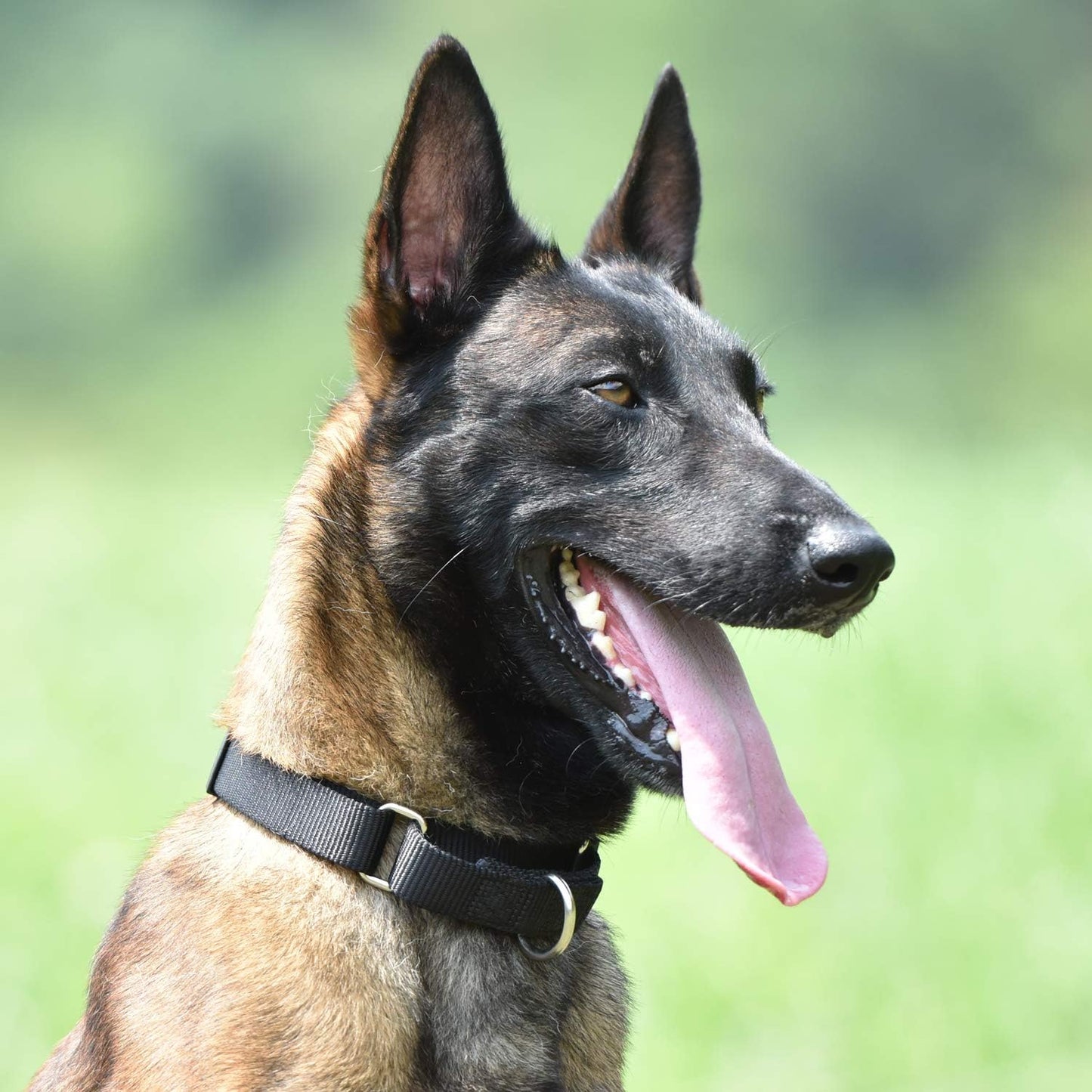 Heavy Duty Anti-Escape Martingale Collar Dog for Large Breeds Dogs - Walking Training Daily Use.(Large,Black)