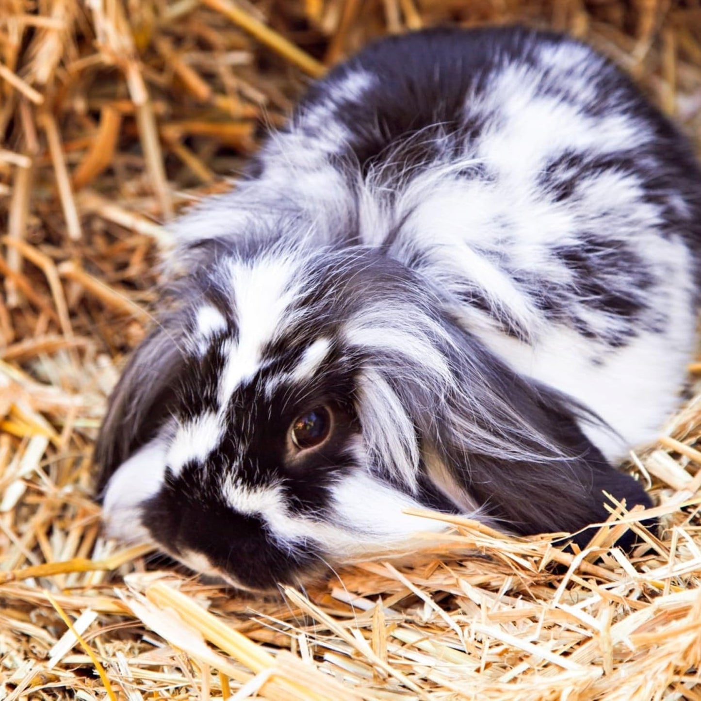 Blue Mountain Hay | Organic Bedding Straw (10 lb) | Natural Pet Bedding & Insulation for Rabbits, Guinea Pigs, Goats, Chickens, Stray & Feral Cats, and Small Animal Shelters