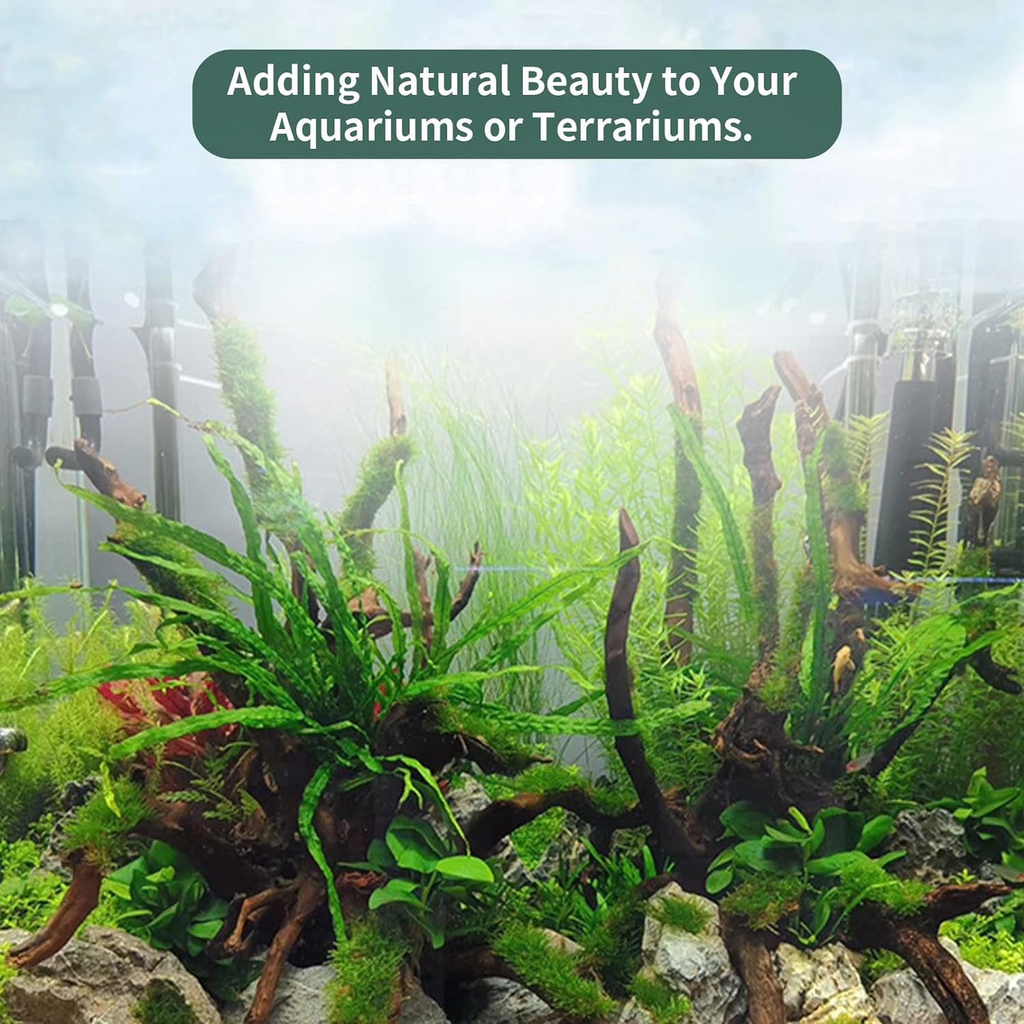 5 Pcs Driftwood Branches Aquarium Wood Decoration Natural Fish Tank Habitat Decor Wood for Lizard Assorted Size-Small