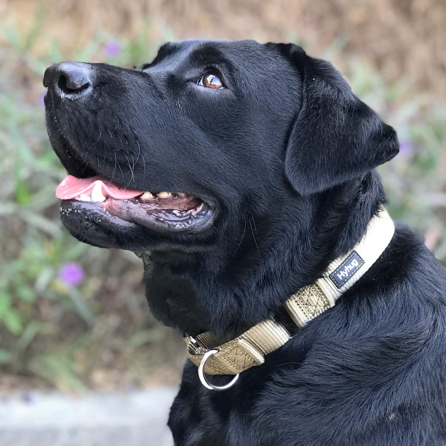 Hyhug Premium Upgraded Sturdy Nylon Escape-Proof Martingale Dog Collar for Large Breeds Dogs Comfy and Safe - Walking, Professional Training, Daily Use. (Large, Military Green)