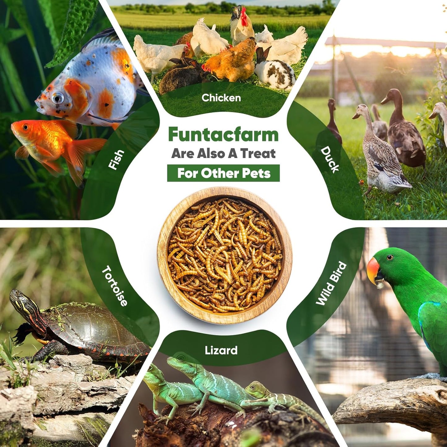 Dried Worms Black Solider Fly Larvae 5LB, Superior to Mealworms Chicken Treat, 86x Calcium Than Meal Worms, 100% Non-GMO Organic Chicken Feed