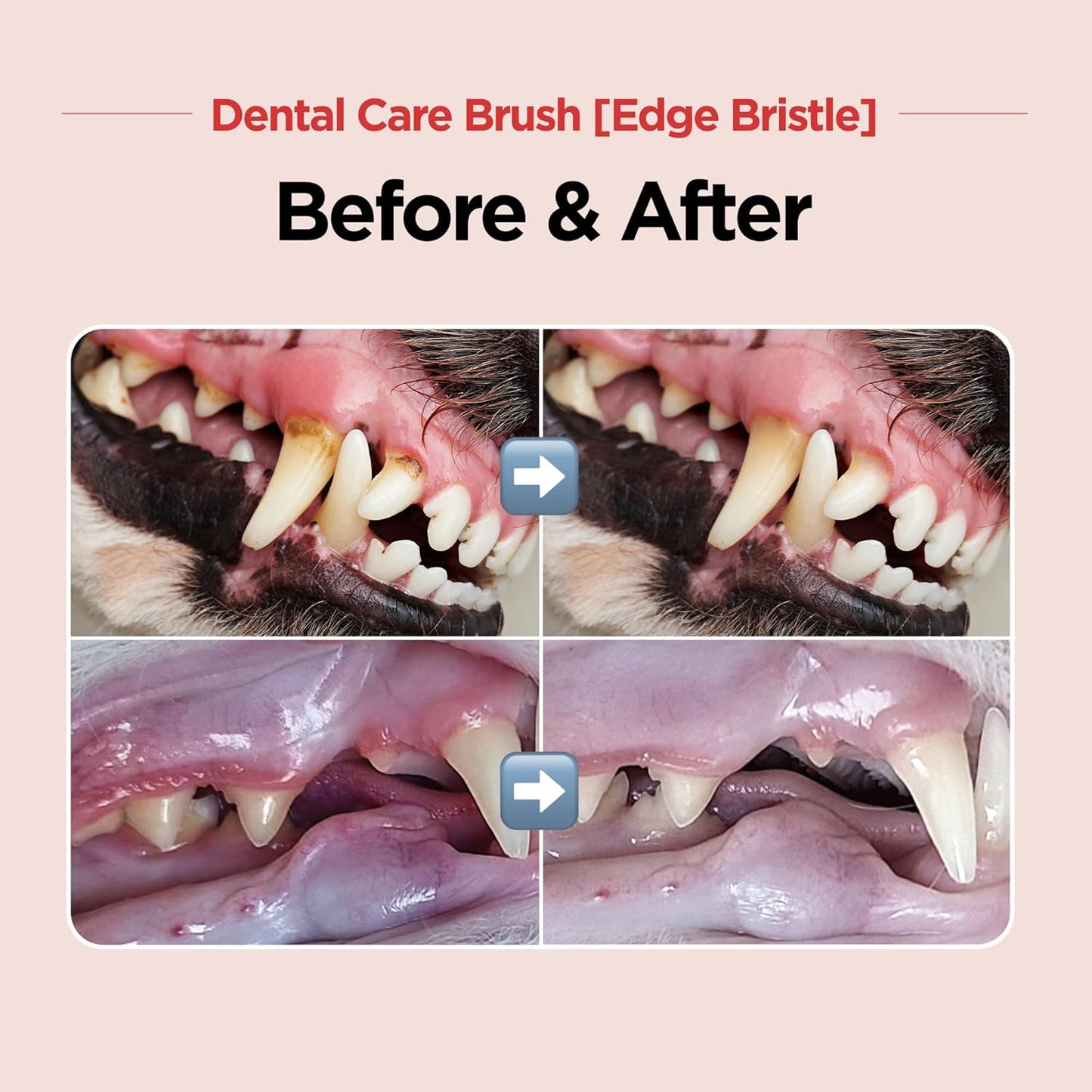 JAYU PET Dental Care Brush (Edge Bristles) 1ea - Micro Round Head Dog Toothbrush, Cat Toothbrush, Dental Care, Perfect for Kitten & Small Breed with End-tuft Diagonal-Shaped Bristle & Easy Grip Handle